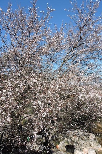 Spring Plum blossom